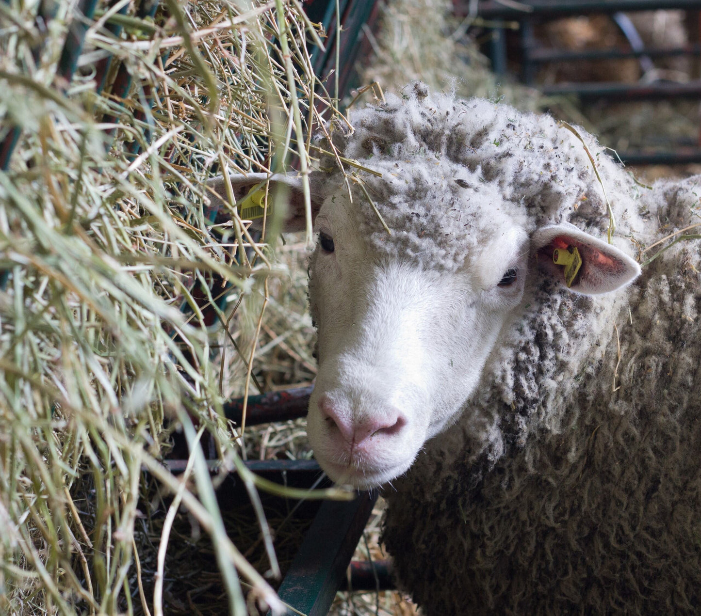 No.204 Hook Over Sheep Hayrack